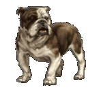 bulldog56.gif (57008 bytes)