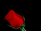 rose1.gif (26537 bytes)