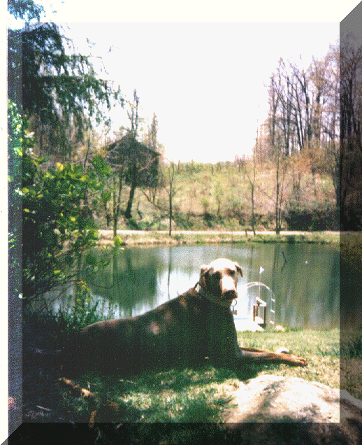 wpe85148.gif (217521 bytes)