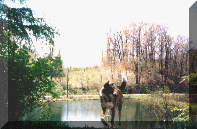 wpe51260.gif (182968 bytes)